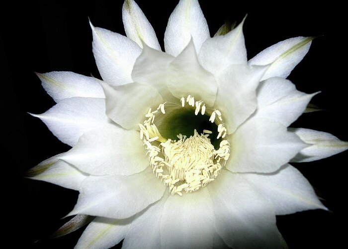 Cactus Greeting Card featuring the photograph Cactus Flower At Night by Randy Rosenberger