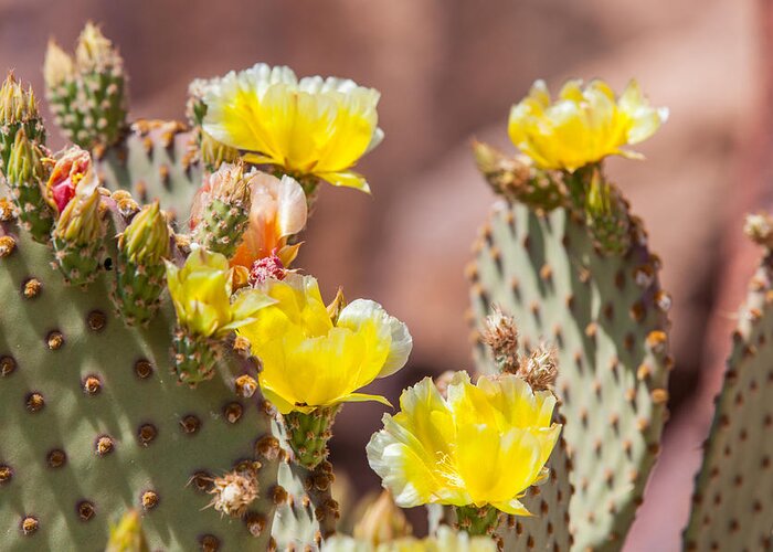 Texas Greeting Card featuring the photograph Cactus Flowers by SR Green