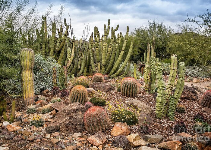 Arid Greeting Card featuring the photograph Cactus Party by David Levin