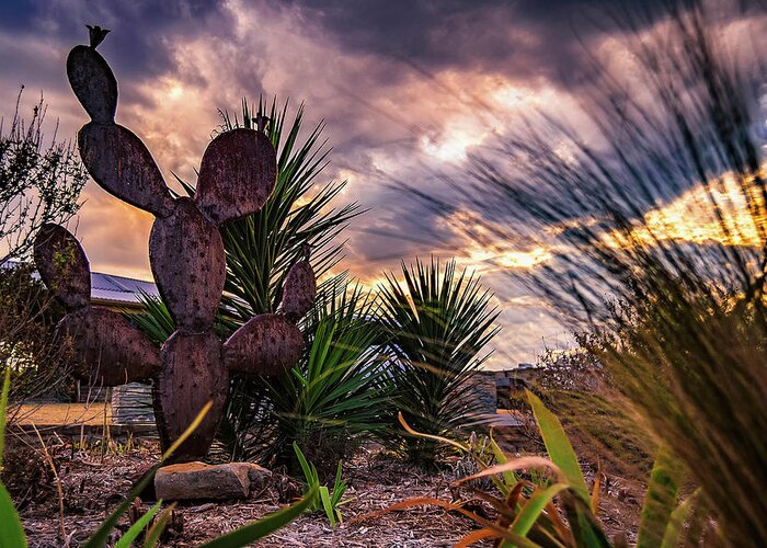 Cactus Greeting Card featuring the photograph Cactus Special by Jeremy Clinard