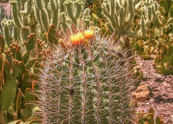 Cactus Greeting Card featuring the photograph Cactus yellowtop by Darrell Foster