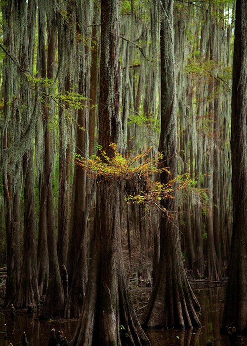 Swamp Trees Greeting Card featuring the photograph Caddo Lake #5 by David Chasey