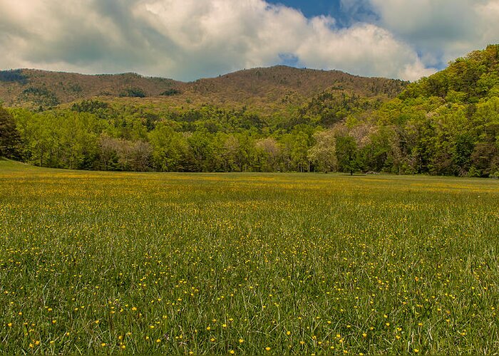 Great Smoky Mountains Greeting Card featuring the photograph Cades Cove Buttercup Field by Brenda Jacobs