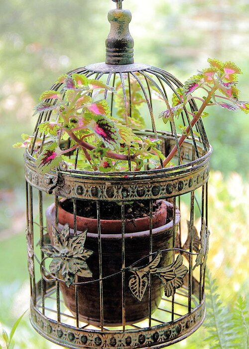 Vintage Bird Cage Greeting Card featuring the photograph Caged Coleus by Allen Nice-Webb