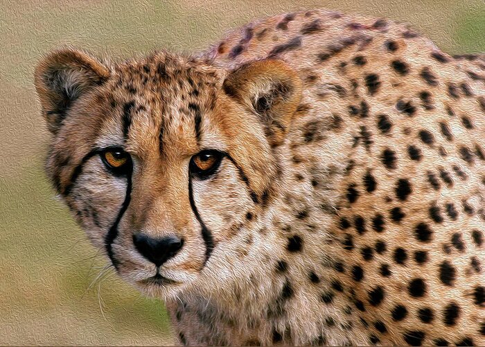 Cheetah Greeting Card featuring the photograph Calculated Look by Art Cole