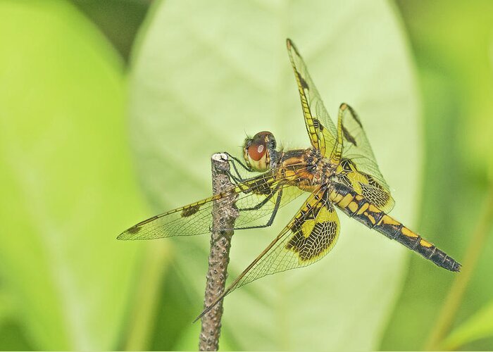 Dragonfly Greeting Card featuring the photograph Calico Pennant by Jim Zablotny