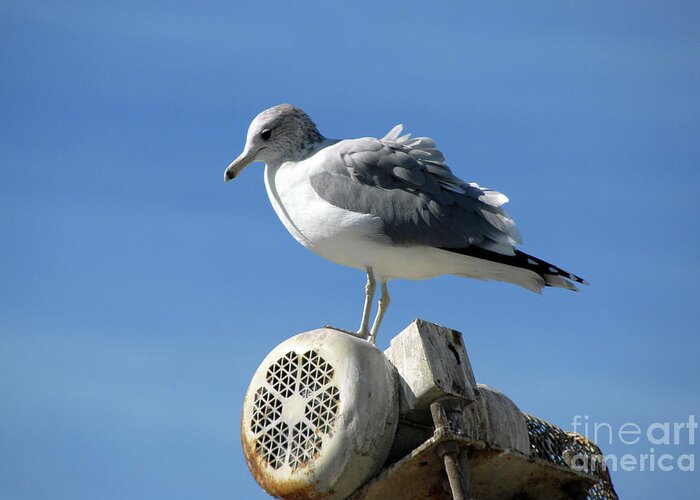 Sanjose Greeting Card featuring the photograph California Gull at Landfill by Erica Freeman