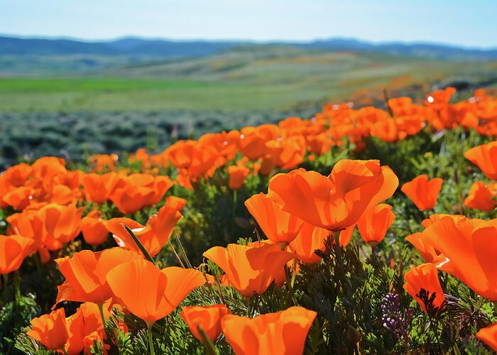 Antelope Valley California Poppy Reserve Greeting Card featuring the photograph California Poppy Reserve by Kyle Hanson