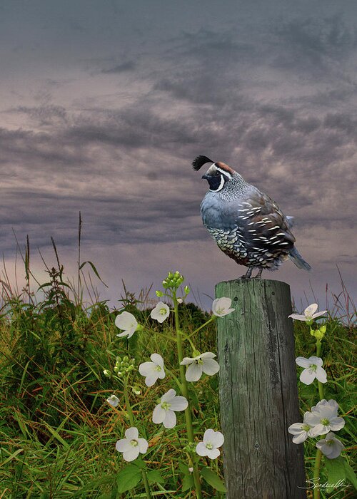 Bird Greeting Card featuring the digital art California Quail and Milkmaids by M Spadecaller