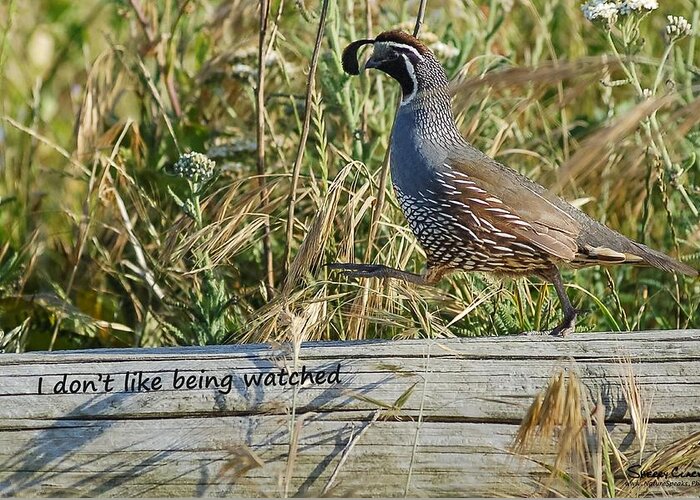  Greeting Card featuring the photograph California Quail says I Dont Like Being Watched by Sherry Clark