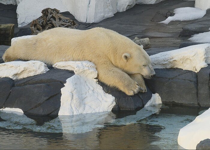 Polar Bear Animal Resting Greeting Card featuring the photograph Call Me Later by Harold Piskiel