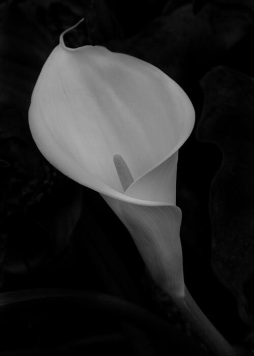 Flower Greeting Card featuring the photograph Calla Blossom by Alexander Fedin