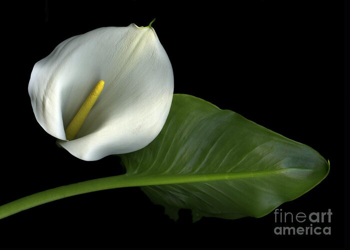 Scanography Greeting Card featuring the photograph Calla Lily by Christian Slanec