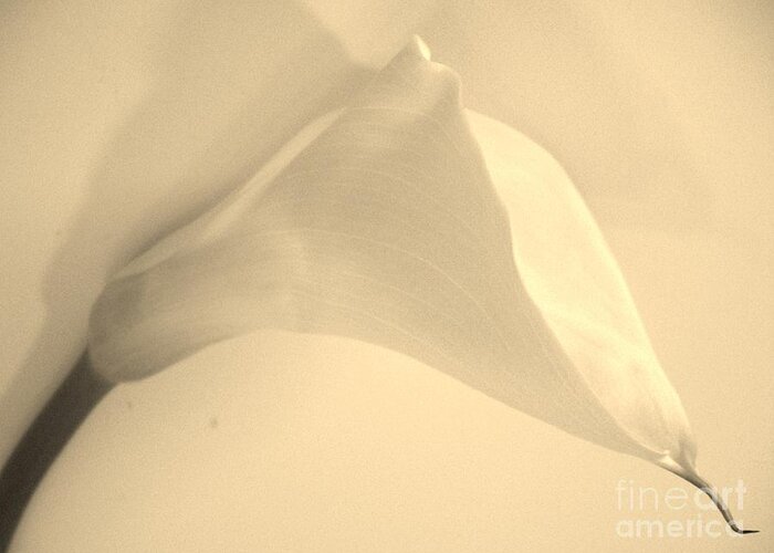 Photo Greeting Card featuring the photograph Calla Lily in Sepia by Marsha Heiken
