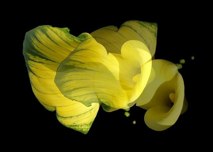 Calla Lily Greeting Card featuring the photograph Calla Lily by Mike Breau
