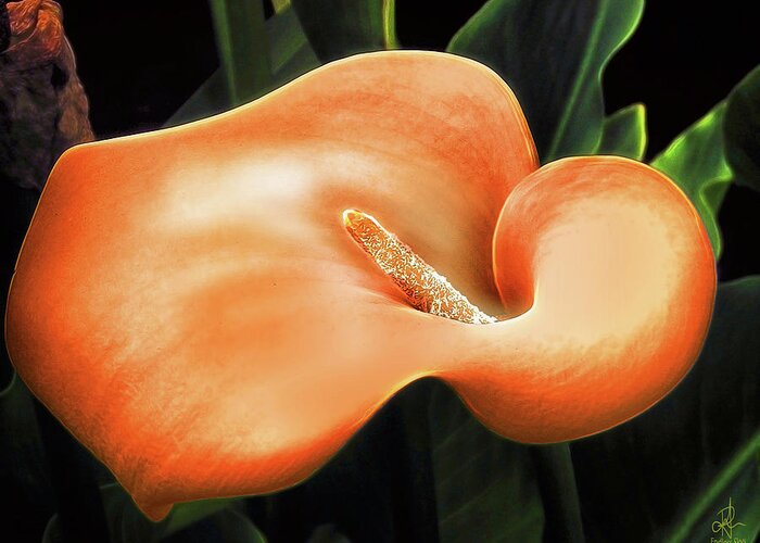 Plants Greeting Card featuring the digital art Calla Lily by Pennie McCracken