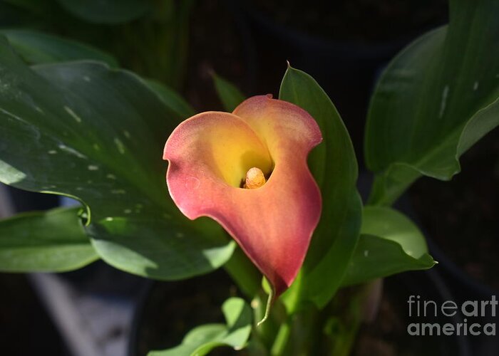 Calla Lily Greeting Card featuring the digital art Calla lily by Yenni Harrison