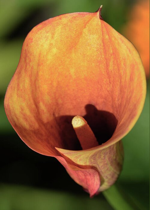 Calla Lily Greeting Card featuring the photograph Calla Sunbathing. by Terence Davis