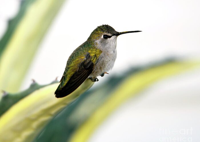 Denise Bruchman Greeting Card featuring the photograph Calliope Hummingbird on Agave by Denise Bruchman