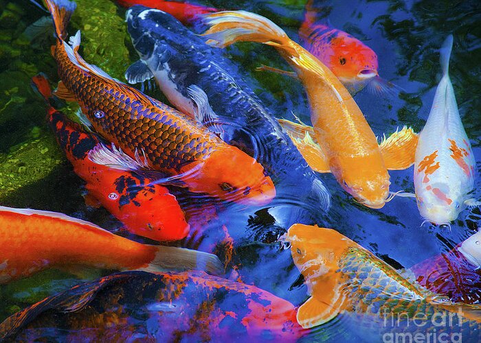 Koi Fish Greeting Card featuring the photograph Calm Koi Fish by Jerry Cowart