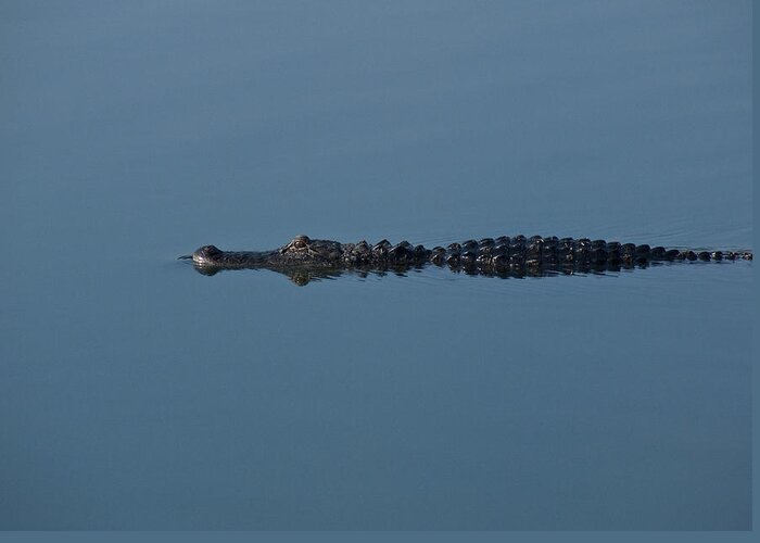Alligator Greeting Card featuring the photograph Calm Water Cruise by Steven Sparks