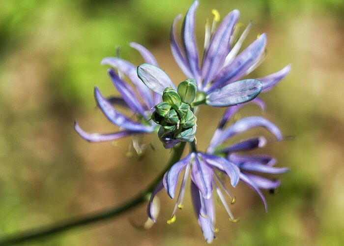 Camassia Greeting Card featuring the photograph Camas Bud to Bloom by Belinda Greb