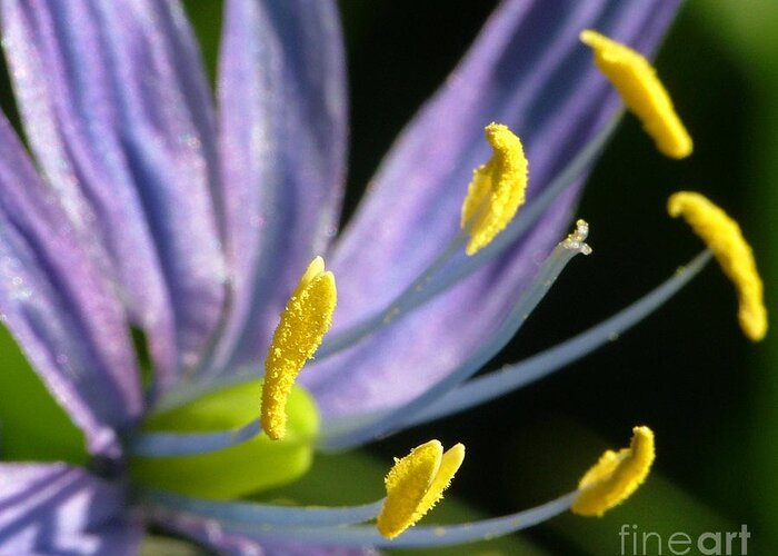 Camas Greeting Card featuring the photograph Camas by Katie LaSalle-Lowery