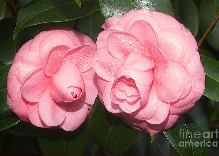 Flowers Greeting Card featuring the photograph Camelia japonica 'Alice Stakes' by Ann Jacobson