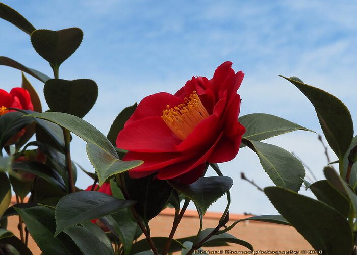 Botanical Greeting Card featuring the photograph Camellia Kissing the Sky by Richard Thomas
