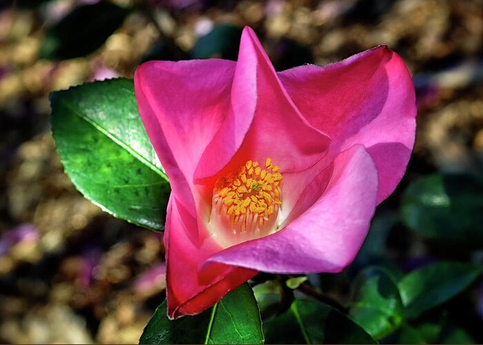 Camellia. Flower Greeting Card featuring the photograph Camellia - Tulip Time 001 by George Bostian