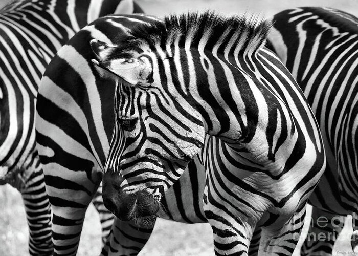 African Animals Greeting Card featuring the photograph Camouflage in Black and White by Sandra Huston