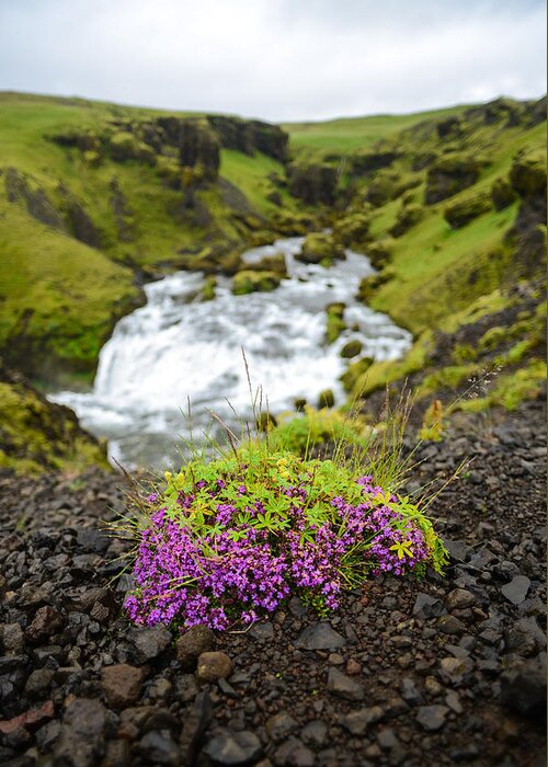 Cascade Greeting Card featuring the photograph Campion on the Fimmvorduhals by Alex Blondeau