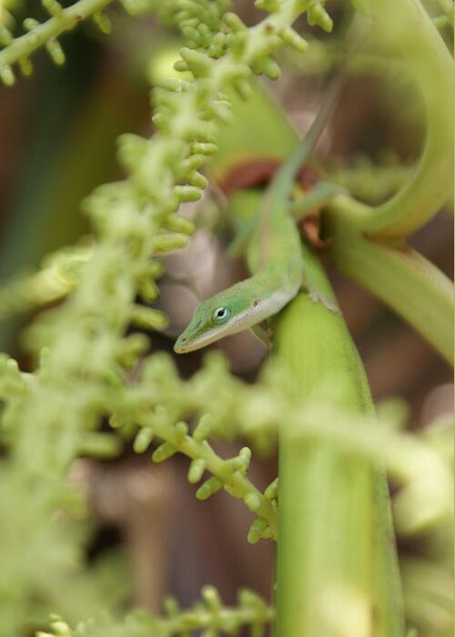 Anole Greeting Card featuring the photograph Can You See Me Now by Lynda Dawson-Youngclaus