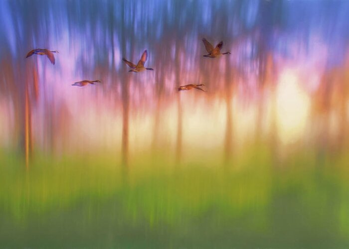Canada Geese Greeting Card featuring the photograph Canada Geese - Flight - Sunset by Nikolyn McDonald