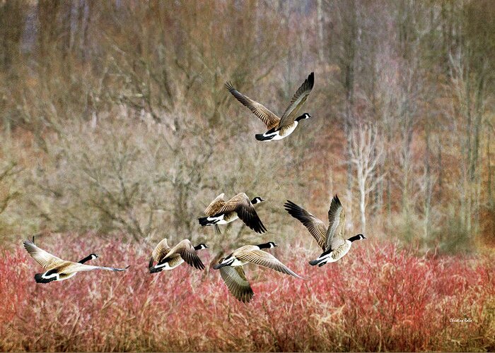 Canada Geese Greeting Card featuring the photograph Canada Geese In Flight by Christina Rollo