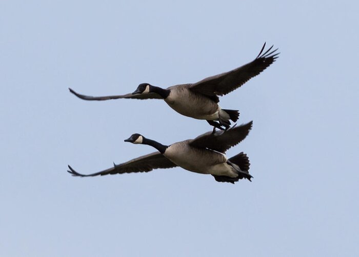 Canada Geese Greeting Card featuring the photograph Canada Geese in Flight by Holden The Moment