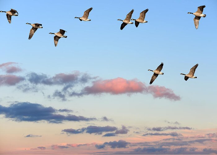 Goose Greeting Card featuring the photograph Canada Geese Migration by Patrick Wolf