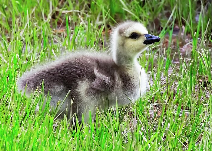 Canada Greeting Card featuring the photograph Canada Goose Gosling by Richard Goldman
