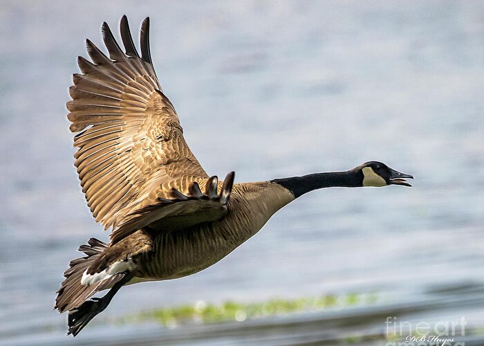 Goose Greeting Card featuring the photograph Canada Goose In Flight by DB Hayes