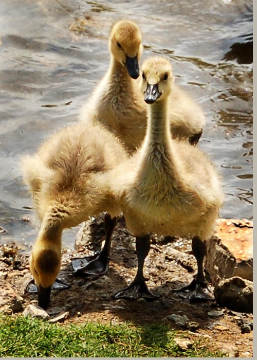 Canada Geese Greeting Card featuring the photograph Canada Goslings by Kathleen Stephens