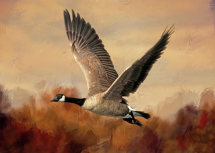 Canada Goose Greeting Card featuring the photograph Canada Air by Donna Kennedy