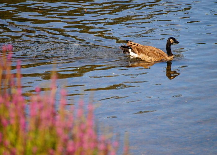 Bird Greeting Card featuring the photograph Canadian Goose II by Beth Collins