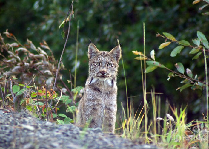 Lynx Greeting Card featuring the photograph Canadian Lynx by Louise Magno