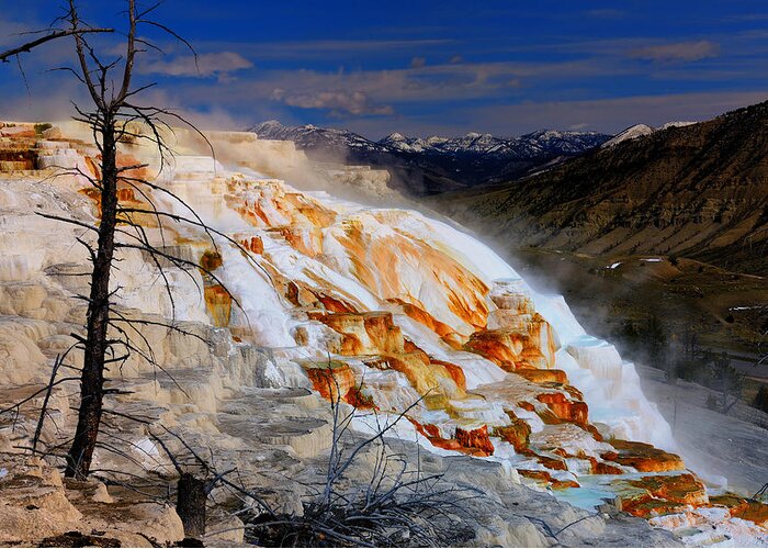 Yellowstone National Park Greeting Card featuring the photograph Canary Spring by Greg Norrell