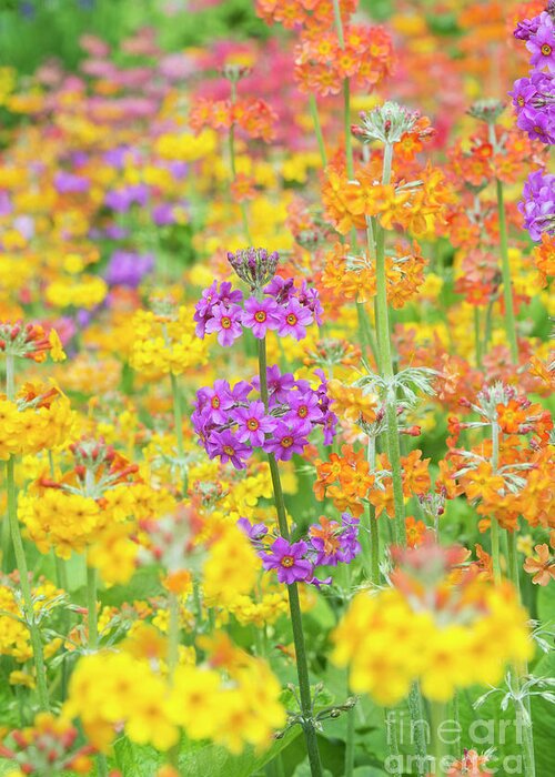 Primula Hybrids Harlow Carr Greeting Card featuring the photograph Candelabra Primula Flowers by Tim Gainey