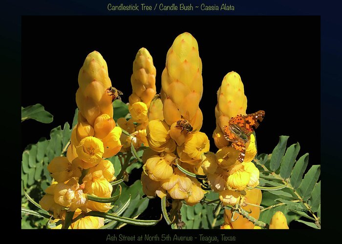 Yellow Flowers Greeting Card featuring the photograph Candle Bush - Cassia Alata POSTER by Robert J Sadler