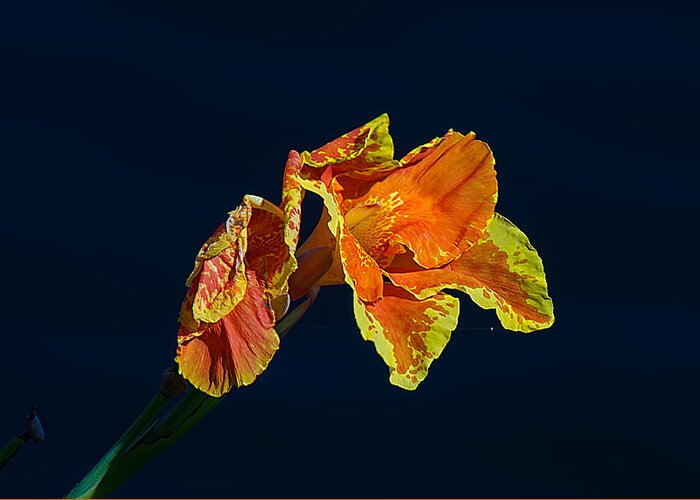Nature Greeting Card featuring the photograph Canna by Kenneth Albin