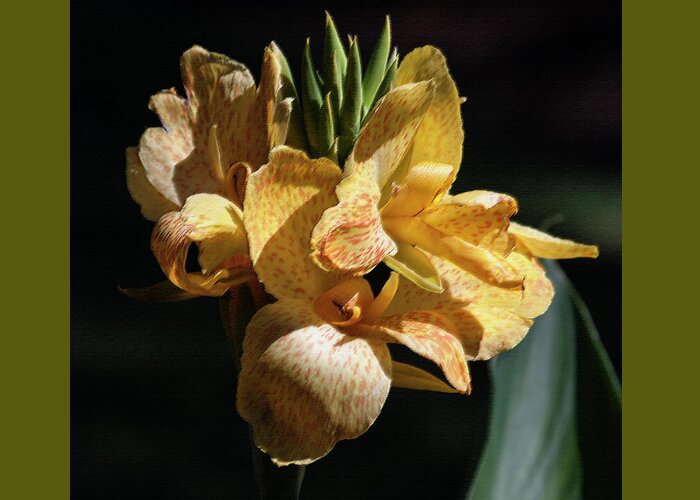 Photograph Greeting Card featuring the photograph Cannas Amarillo Squared by Suzanne Gaff