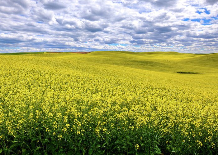 Canola On The Palouse Greeting Card featuring the photograph Canola on the Palouse by David Patterson
