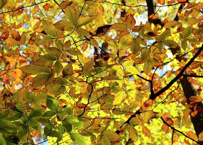 Autumn Greeting Card featuring the photograph Canopy of Autumn Leaves by Angie Tirado